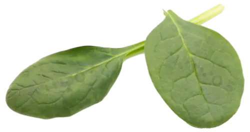 nuticos Palak 2